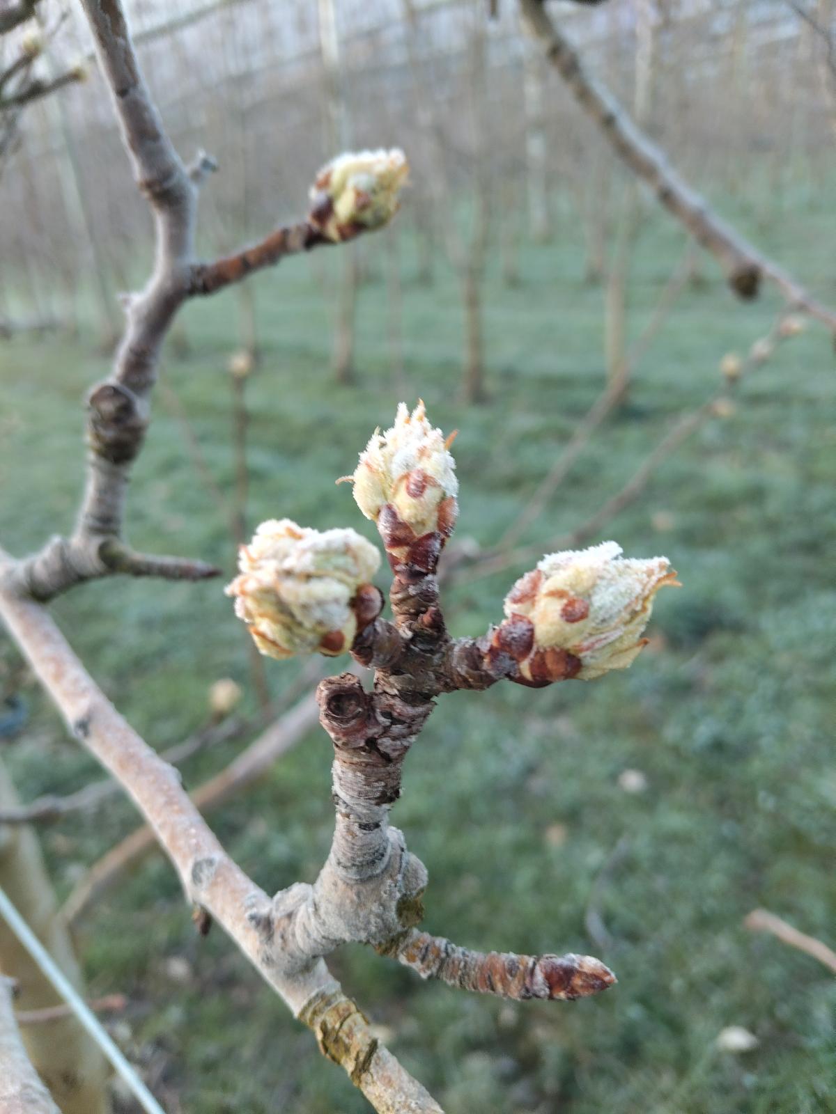 &Ccedil;a bourgeone! 