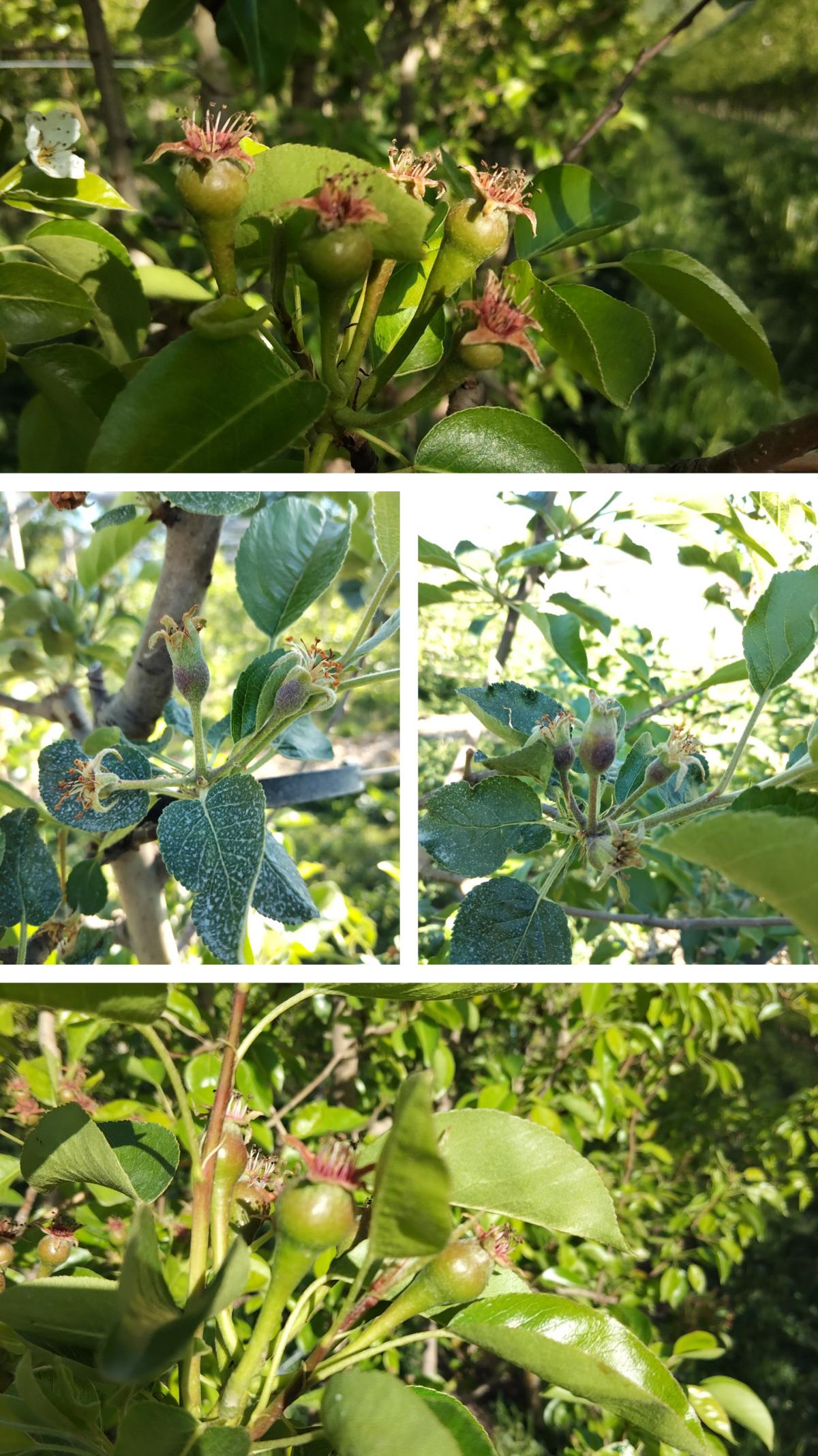 Formation des fruits