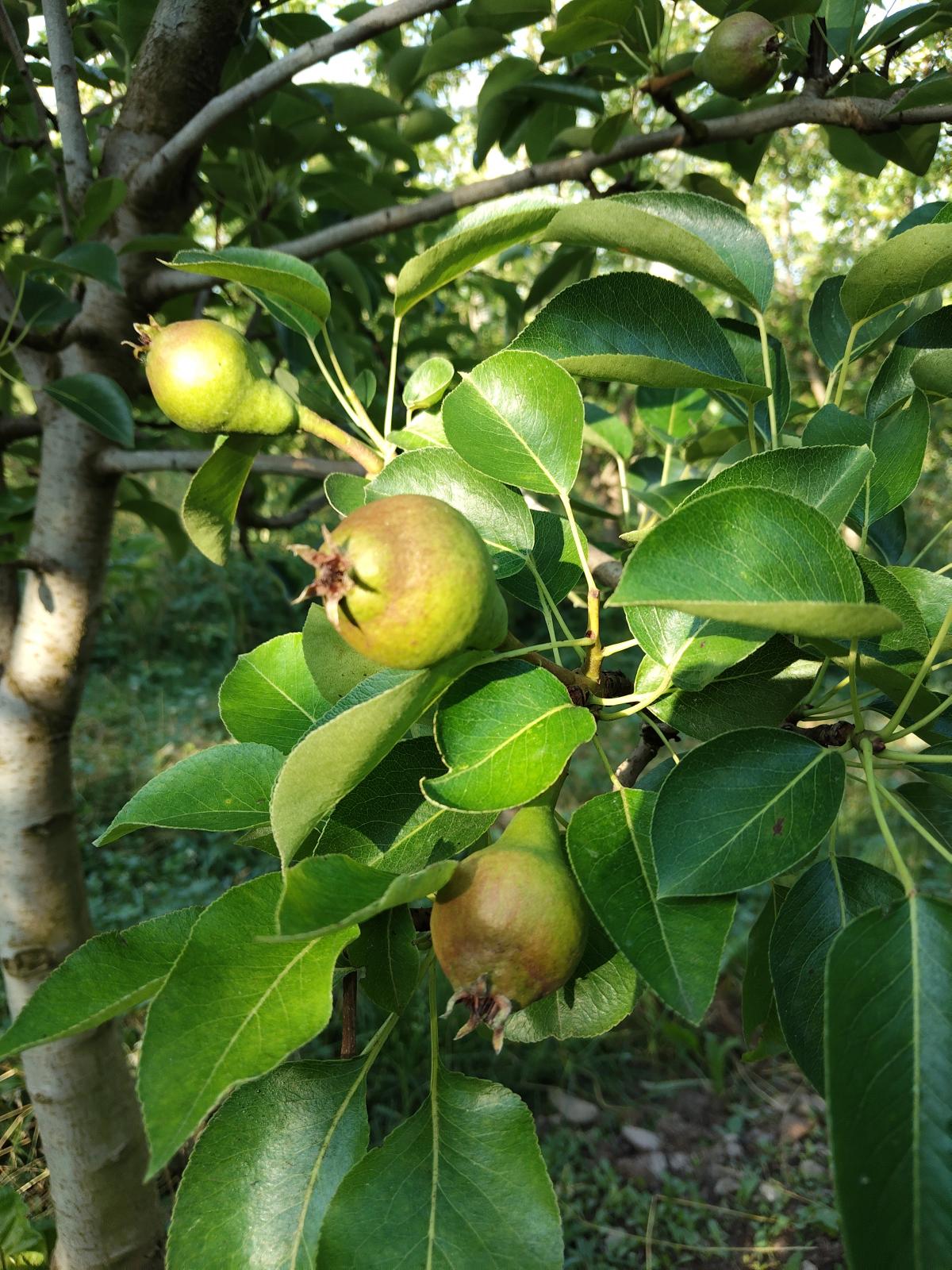 Grossissement des poires