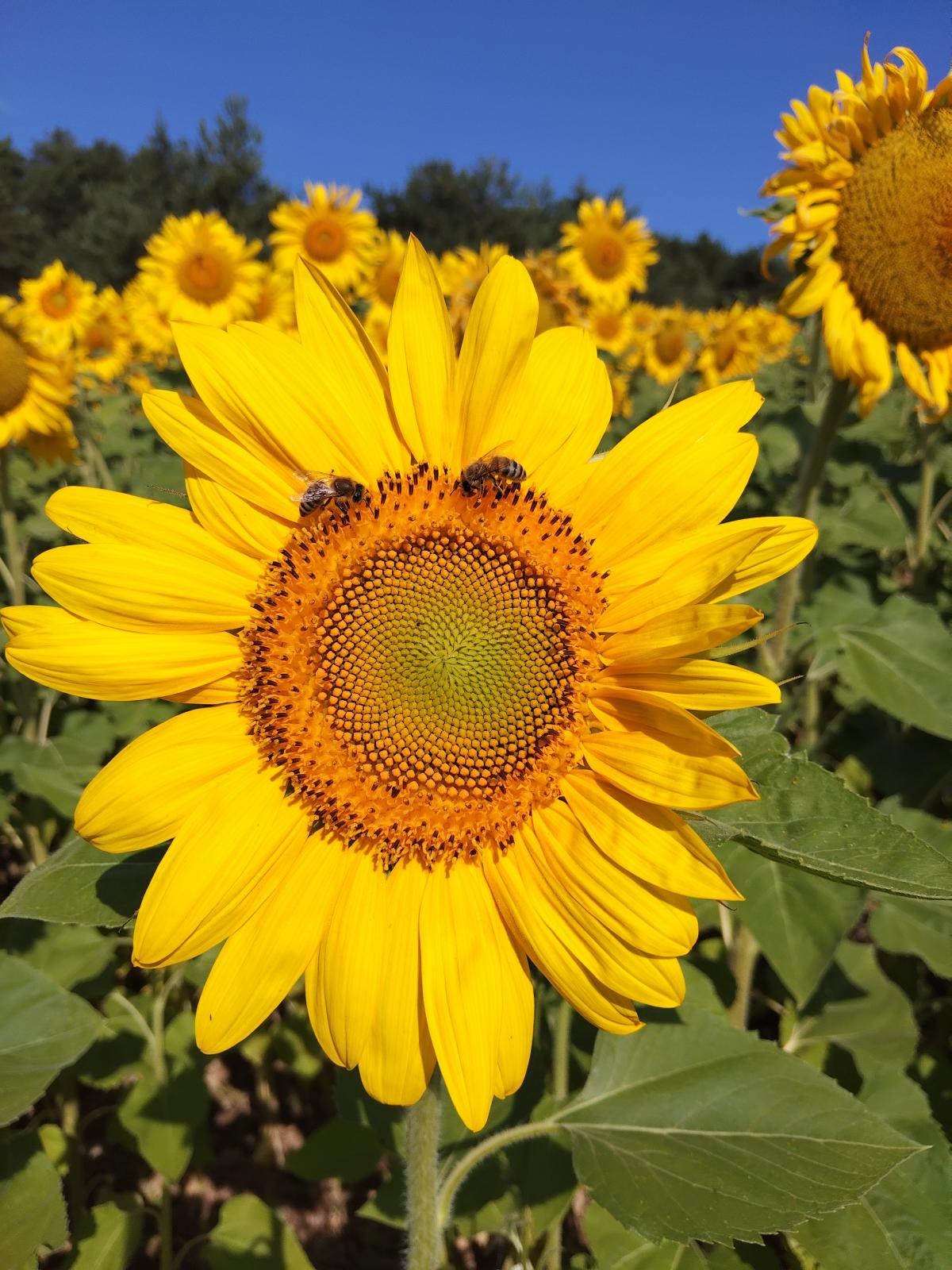 La base de notre vie.... La pollinisation ! 