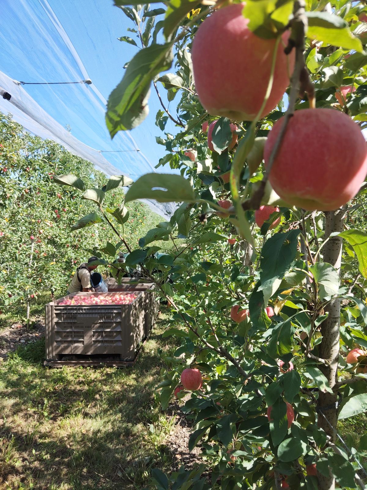 Récolte de pommes GALA 2025